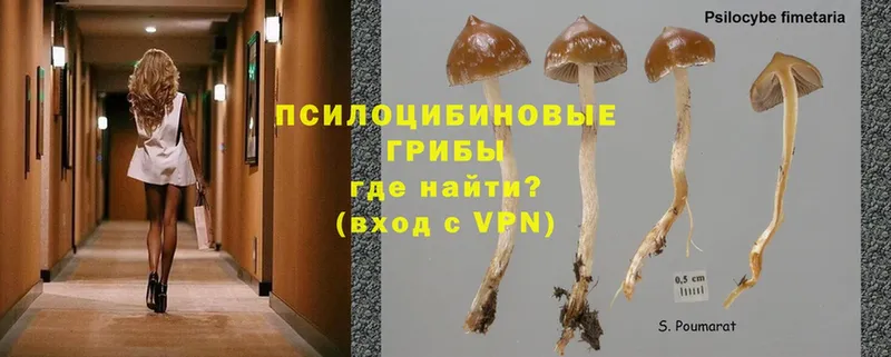 Галлюциногенные грибы Cubensis Агрыз